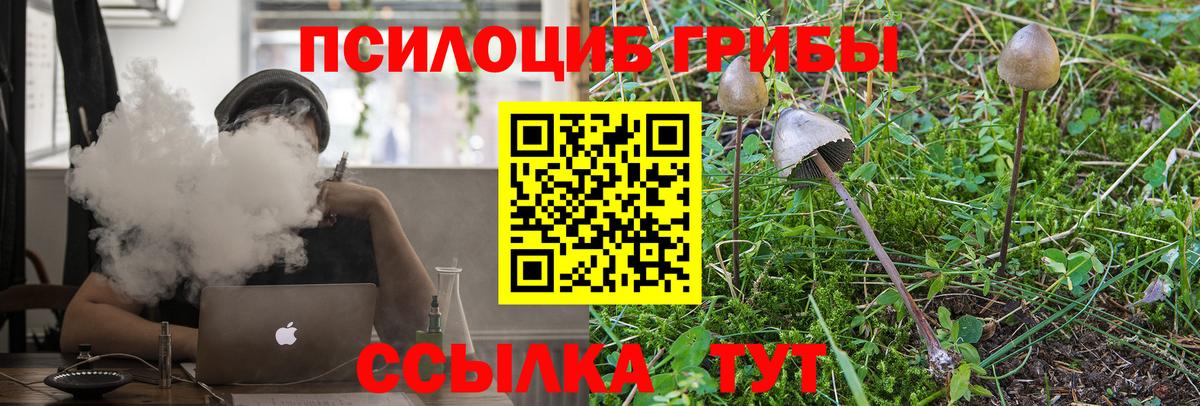 Псилоцибиновые грибы Psilocybe Городец